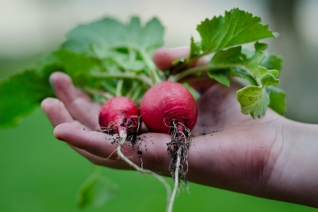 14 verduras de rápido crecimiento para tu jardín de primavera