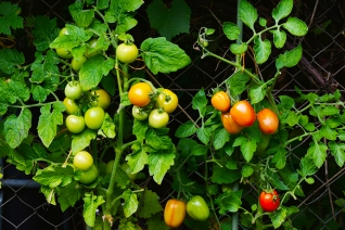 7 Plantas fáciles de cultivar para cada huerto