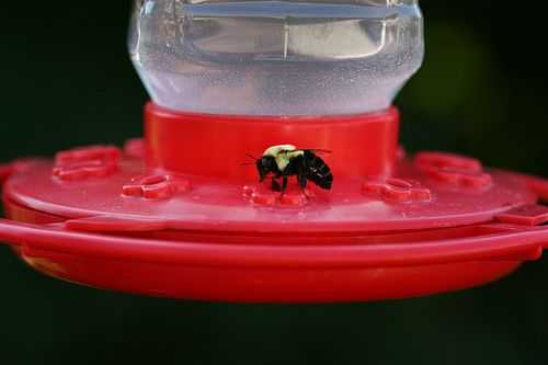 IMG_6627.bee