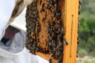 Acercándose y personal con las abejas en Cataluña