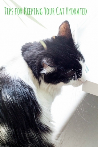 Consejos para mantener a tu gato hidratado