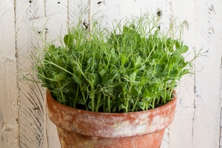Consejos profesionales para cultivar verduras en un jardín de contenedores