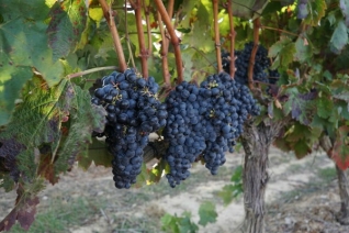 Pruebe el delicioso vino local en los 4 mejores tours de viñedos cerca de Granada