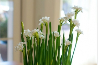 Respirar nueva vida con jardines de plantas de interior favoritos