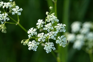 Hierbas medicinales: Milenrama