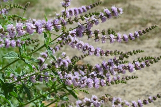 Hierbas medicinales: hierbabuena