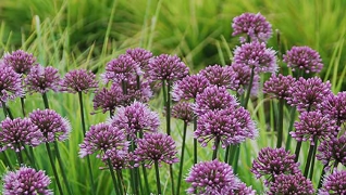 Les 7 meilleures plantes vivaces de jardin pour 2016