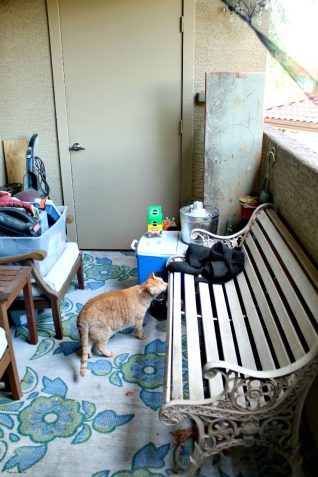 Rehabilitación en el patio ~ La verdad sucia