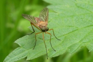 Repelentes de insectos: DEET vs Natural