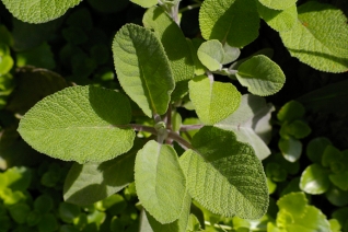 Serie de hierbas medicinales: salvia