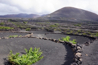 Visita a la bodega de Lanzarote con Eco Insid