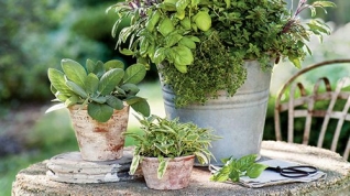 Récipients à herbes et topiaires