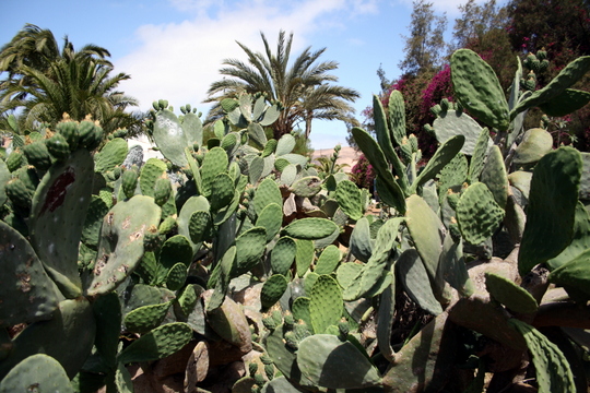 Cactus Fuerteventura