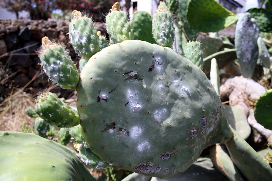 Parassita di cactus Fuerteventura