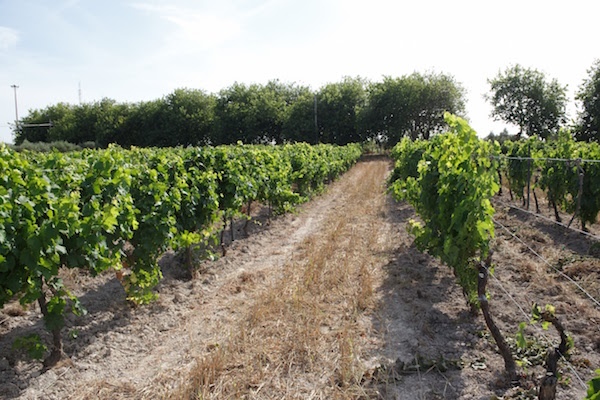 Ci sono dozzine di splendide cantine di Malaga, ognuna delle quali merita una visita!