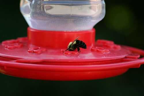 IMG_6624.bee