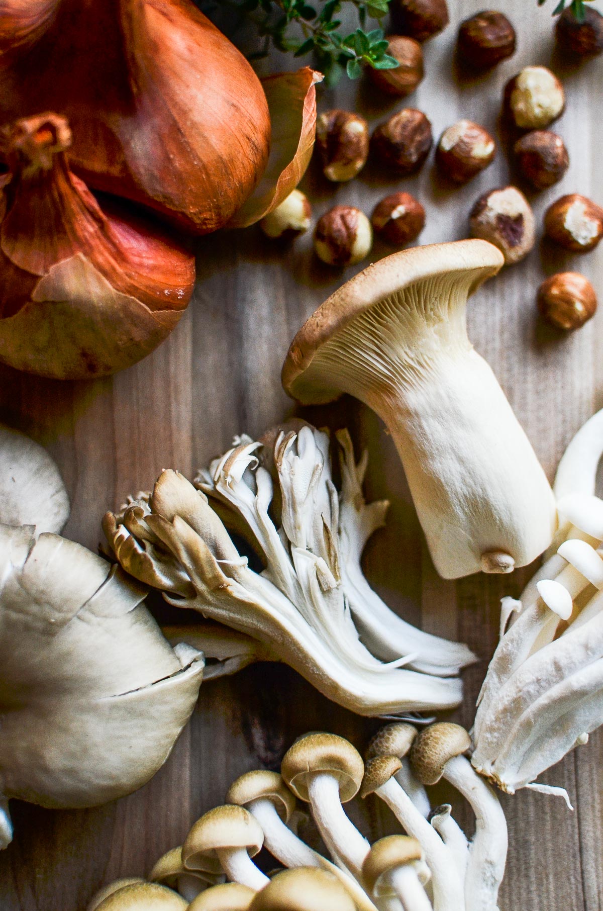 bellissimi funghi selvatici
