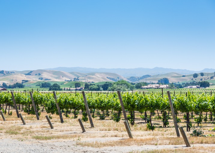 wente vigne livermore valley california