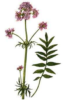 Erbe medicinali: valeriana. Principalmente per: disturbi del sonno, ansia, mal di testa, depressione, IBS. 31Daily.com
