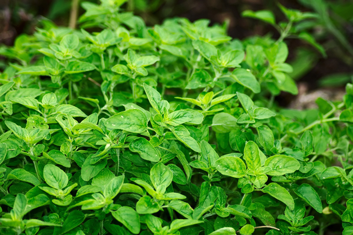 Erbe medicinali: origano | 31Daily.com