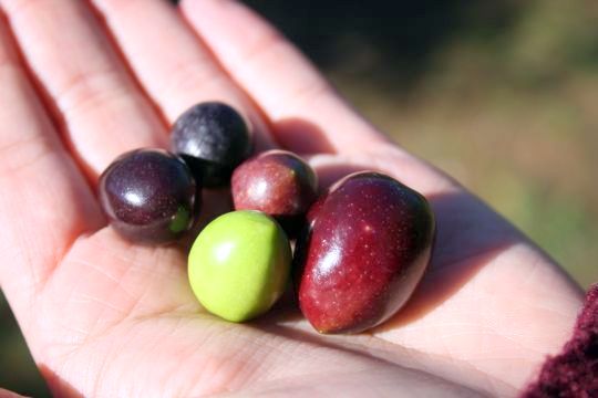 Tutto sull'olio d'oliva spagnolo: olive