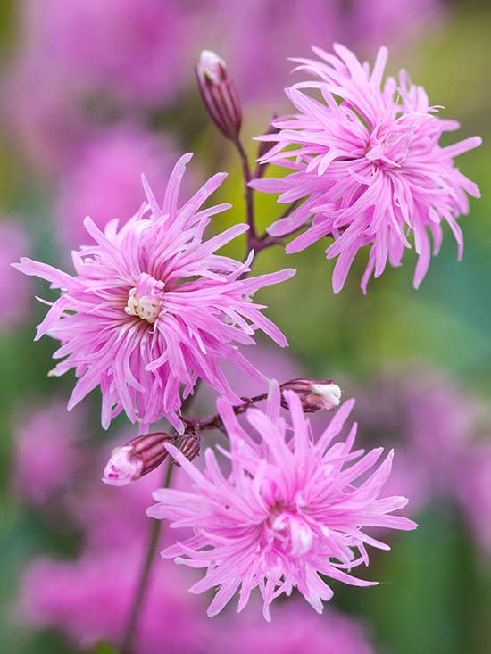 Lychnis 'Petite Jenny'