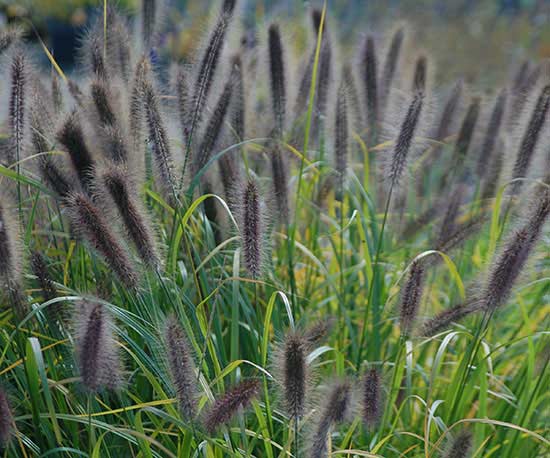 Pennisetum 'Ginger Love'