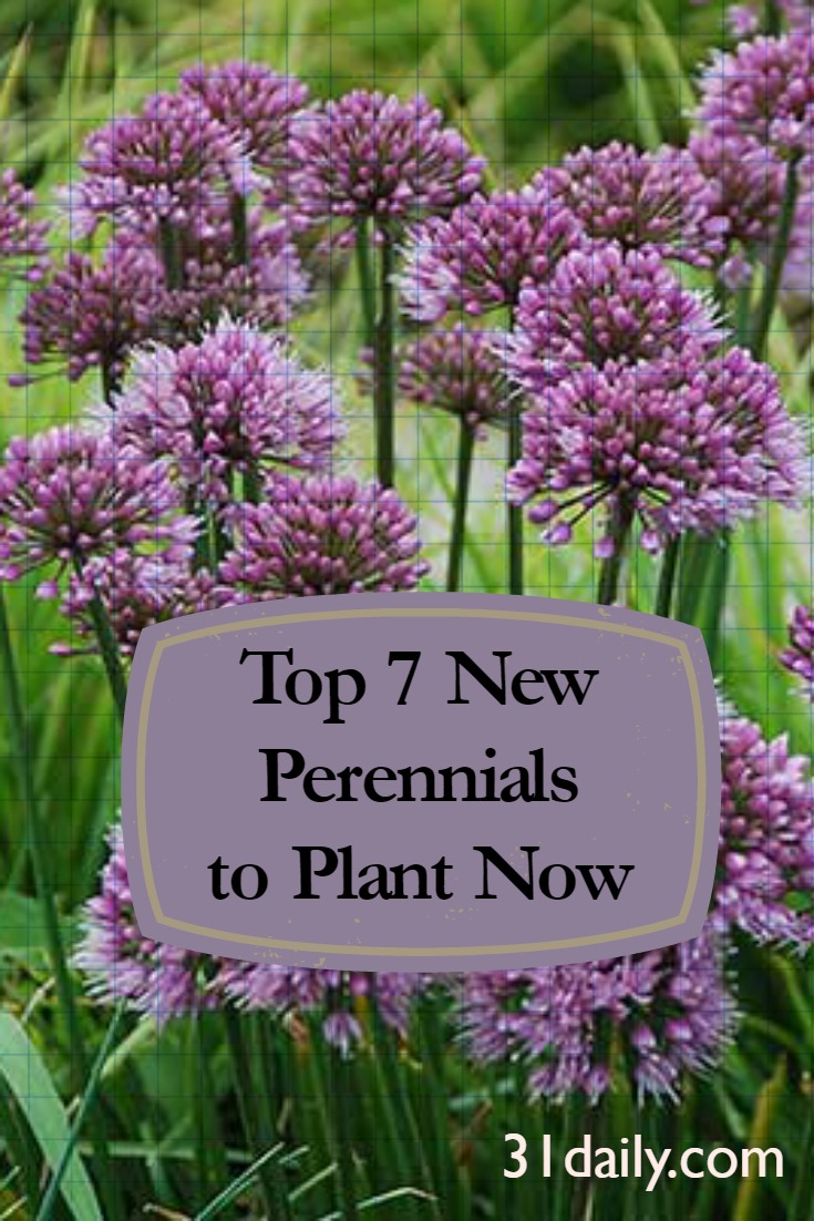 Le 7 nuove piante perenni da piantare ora: Allium Windy City