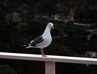 Gabbiano
