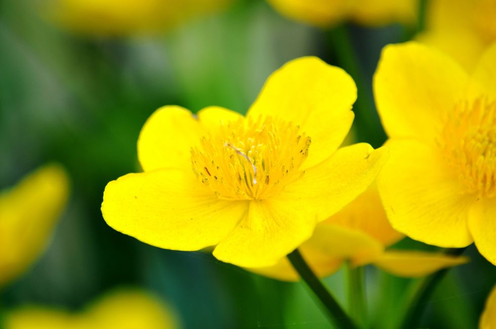 Fiori di primavera in fiore che ogni giardino dovrebbe avere 31Daily.com