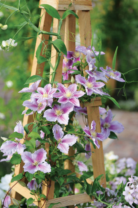 Fiori di primavera in fiore che ogni giardino dovrebbe avere 31Daily.com
