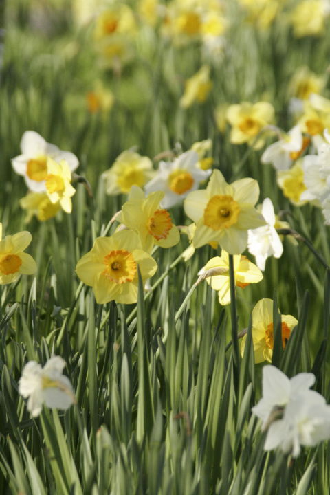 Fiori di primavera in fiore che ogni giardino dovrebbe avere 31Daily.com