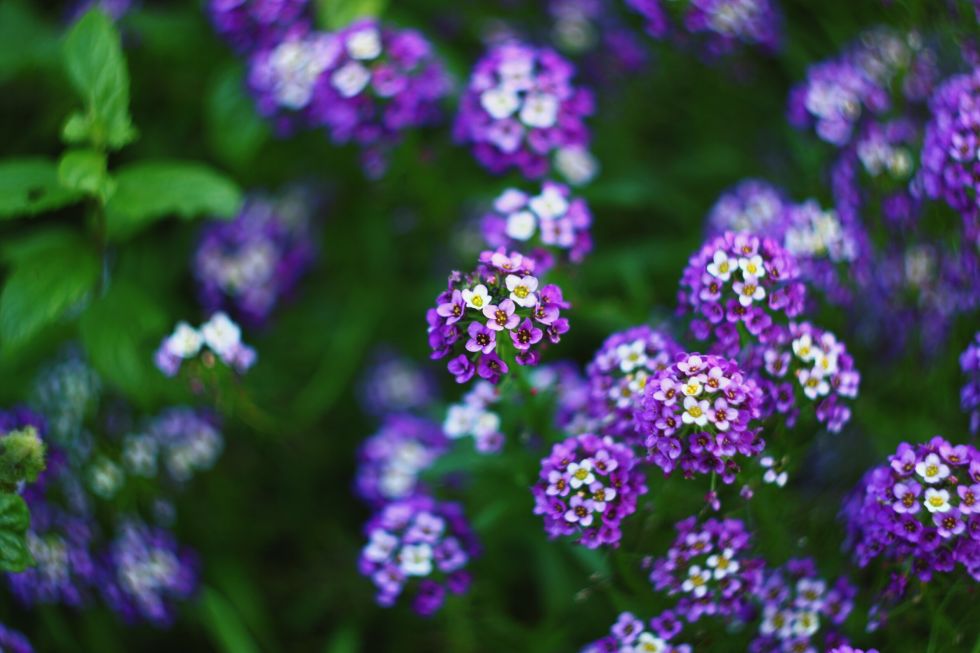 Fiori di primavera in fiore che ogni giardino dovrebbe avere 31Daily.com