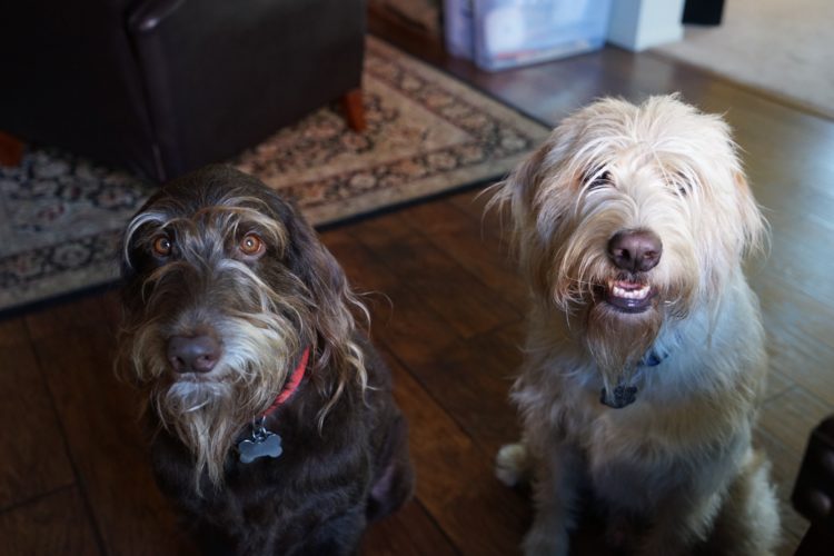  Oliver e Kodi 