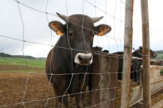 Crica Farm: Leche Orgánica en Valladolid, España