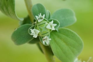 Hierbas medicinales: Mejorana