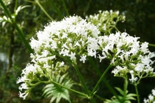 Hierbas medicinales: raíz de valeriana