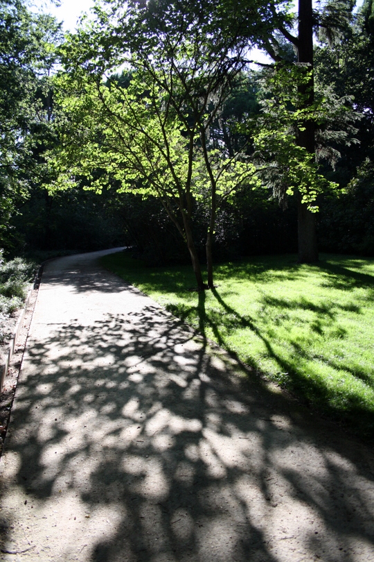 Árvores em Capricho Park
