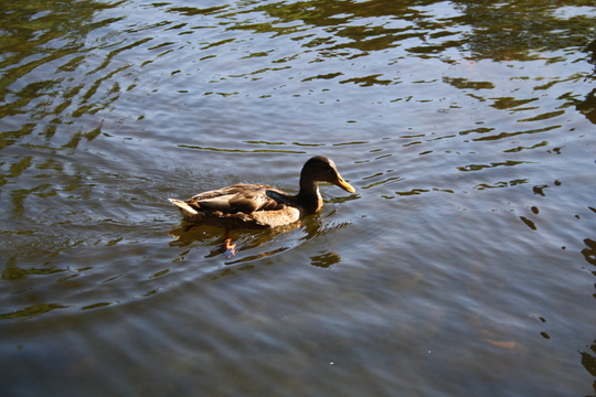 Pato na lagoa no Capricho Park Madrid