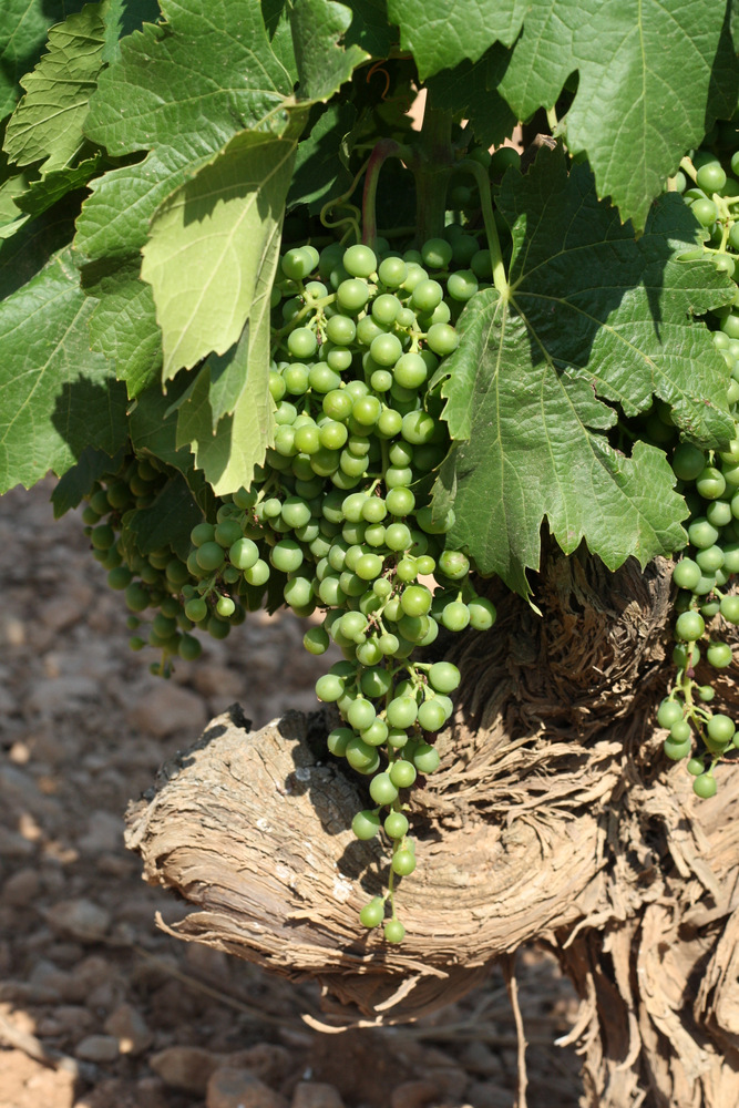 Vinhas em um passeio de vinho de Maiorca.