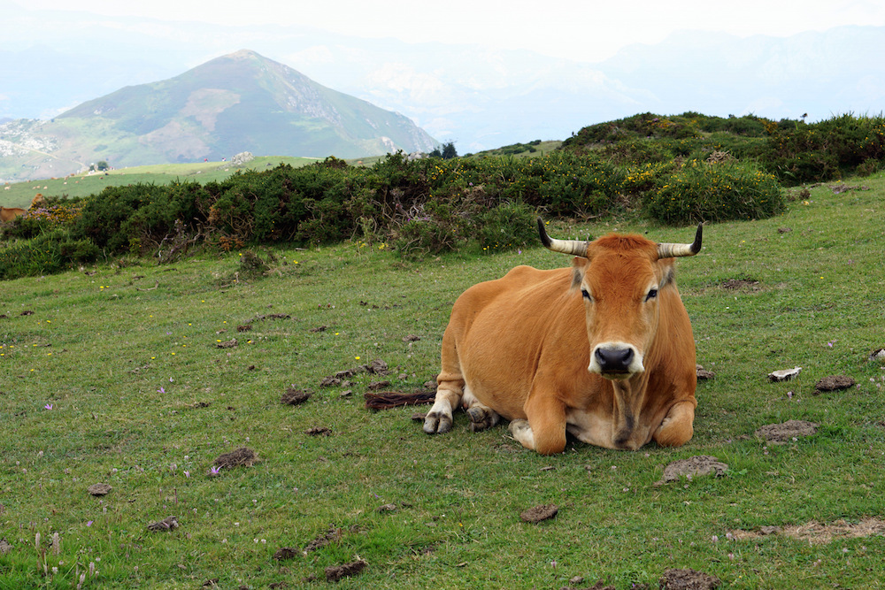 Astúrias, Espanha é um lugar maravilhoso para visitar e desfrutar de vistas incríveis.