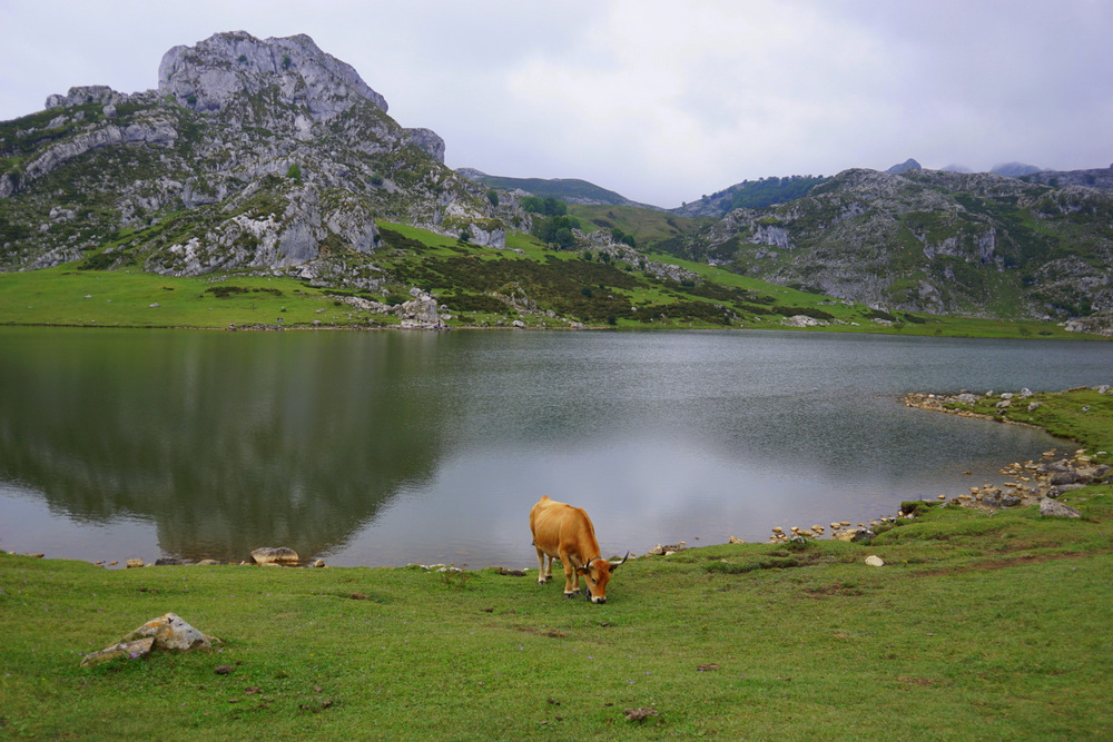 As vacas que pastam nos lagos de Covadonga não são tímidas!