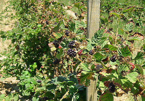 Swanton-vines