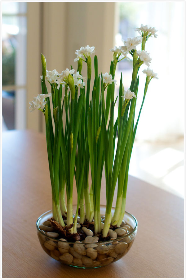 Respire nova vida com os jardins de plantas favoritas | 31Daily.com