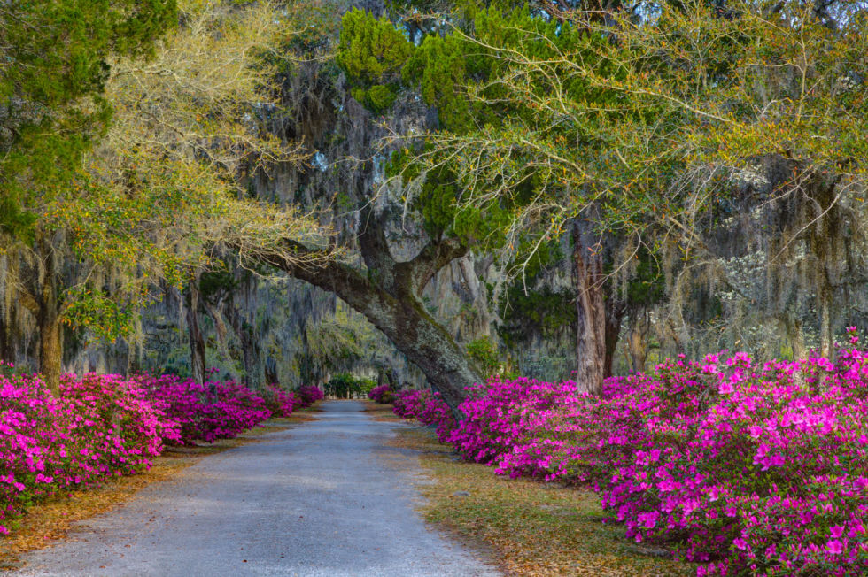Flores da primavera que todo jardim deve ter | 31Daily.com
