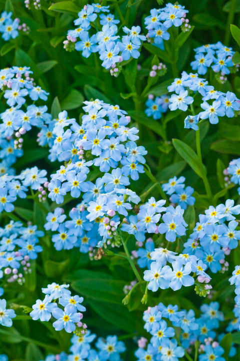 Flores da primavera que todo jardim deve ter | 31Daily.com