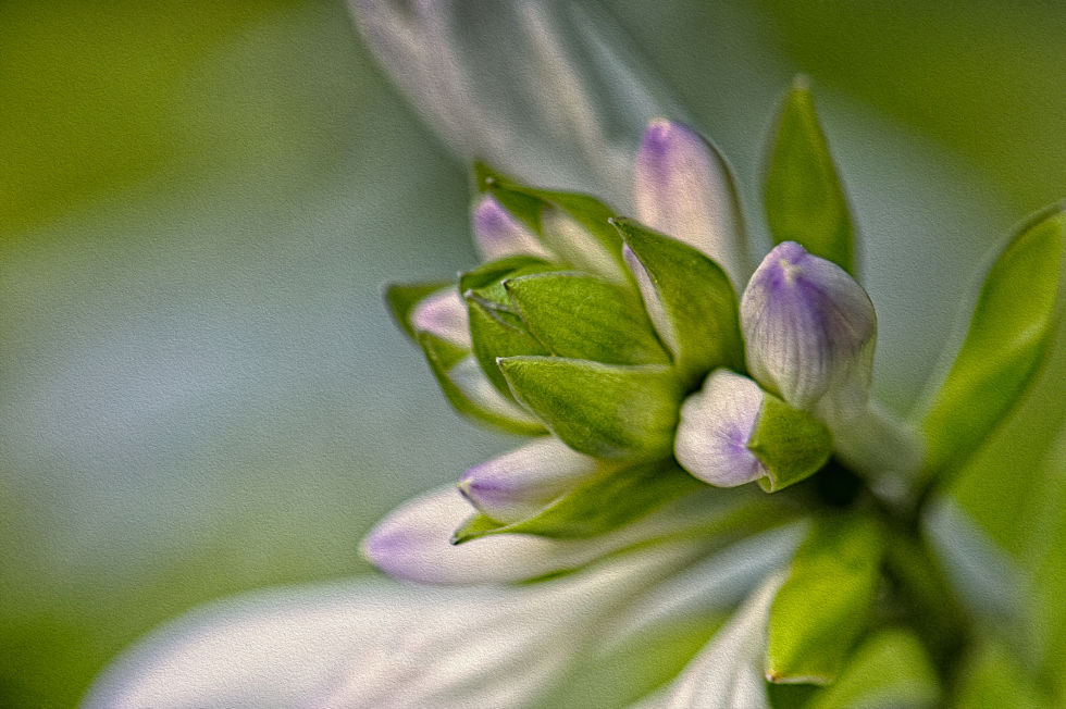 Flores da primavera que todo jardim deve ter | 31Daily.com
