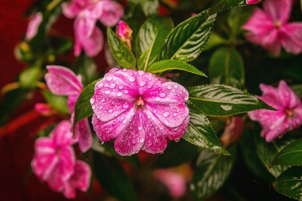 Flores da primavera que todo jardim deve ter | 31Daily.com