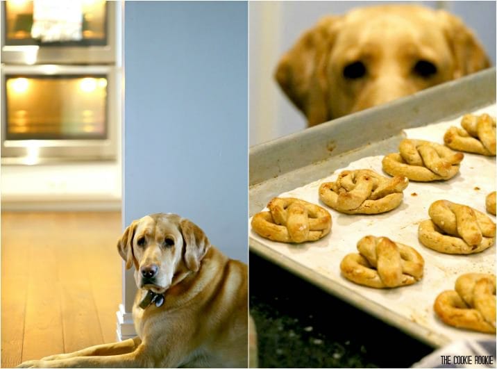 Biscoitos de aveia e pretzel para cães! SOMENTE QUATRO INGREDIENTES! Eles cheiram bem, são fáceis e farão a vida do seu filhote muito feliz!