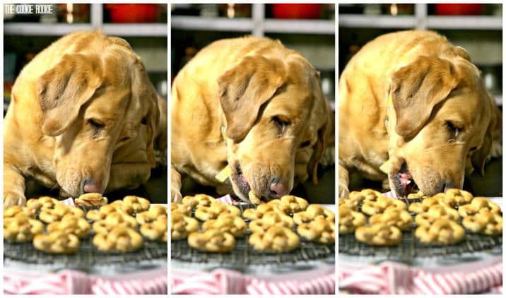 Biscoitos de aveia e pretzel para cães! SOMENTE QUATRO INGREDIENTES! Eles cheiram bem, são fáceis e farão a vida do seu filhote muito feliz!